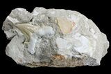 Otodus Shark Tooth Fossil in Rock - Eocene #171292-3